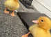 Pre-order for cherry valley ducklings