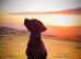 Labrador Puppy