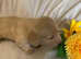 Gorgeous litter Longhaired KC reg Dachshund puppies