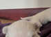 West Highland white terrier puppies 2 girls