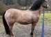 Section A filly