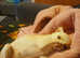 CHIHUAHUA CREAM FEMALE 9 MONTHS OLD