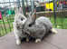 2 netherland dwarf females