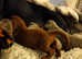 Miniature Dachshund puppies