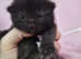 RAGDOLL MIXED KITTENS