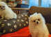 Kc reg small male Pomeranian for sale