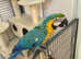 Young Tame Talking Blue & Gold Macaw Parrot