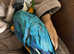 Blue and Gold Macaw baby