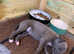 Blue Kennel Club Registered Whippet puppies