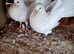 Fantails