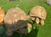 Sulcata Tortoise (Breeding pair)