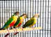 Baby conure parrot for sale