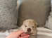 Chocolate carrier chow pups for sale