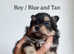 Gorgeous Pomchi Puppies : ALL PUPPIES SOLD