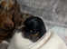 Miniature dachshund puppies