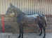 Stunning knapstrupper mare