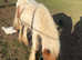 Gambler 14hh Red & White Cob Colt