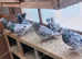 RARE COLOURED RACING PIGEONS