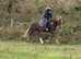 Very flashy 14.2/3 new forest gelding 4yrs old