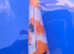 8inch+ koi Carp - Individual pics