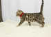 Last Little Bengal Girl Available!