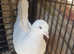 White pigeon for sale