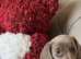 Kc reg long hair miniature dachshunds