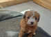 F1BB Cavapoo pups