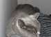 PEDIGREE BRITISH SHORTHAIR FOR REHOMING ASAP