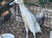 Female Indian runner duck