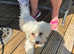Maltese girl