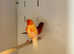 Cock Red Factor
