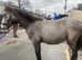 Registered Connemara yearling gelding