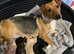 Stunning litter Jackapoo puppies ready soon