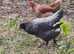22 chickens for sale and 4 chicken coops runs job lot