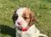 KC Registered Cocker Spaniel Puppies
