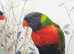 Baby rainbow Lorikeet parrot