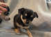 5 lovely coloured chug puppies (updated pictures)