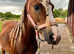Welsh Riding Pony Projects age 5/6 £900 each. Non Ridden Mini-Welsh Companions £450 each. Various Cobs various fees.  Not for Profit