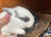 Beautiful mini lops, & Netherland Dwarf X mini Rex litters