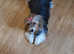 Pedigree BIEWER Yorkshire Terrier puppies in Manchester