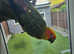 Super tame Sun Conure