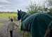 17HH ISH GELDING 6 YO