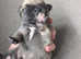 1 Male Chug pup left for sale