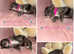 F1 CAVAPOO PUPPIES HEALTH TESTED PARENTS