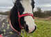 VARIOUS WELL-HANDLED SMALL RESCUE PONIES/CUTE YEARLING GELDINGS AVAILABLE for future lead rein projects, therapy pony projects, companions & pets