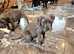 8 week old female cane corso puppies