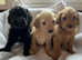Schnoodle girls available