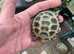 Juvenile horsfield tortoise still available