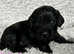 Sprocker puppies for sale